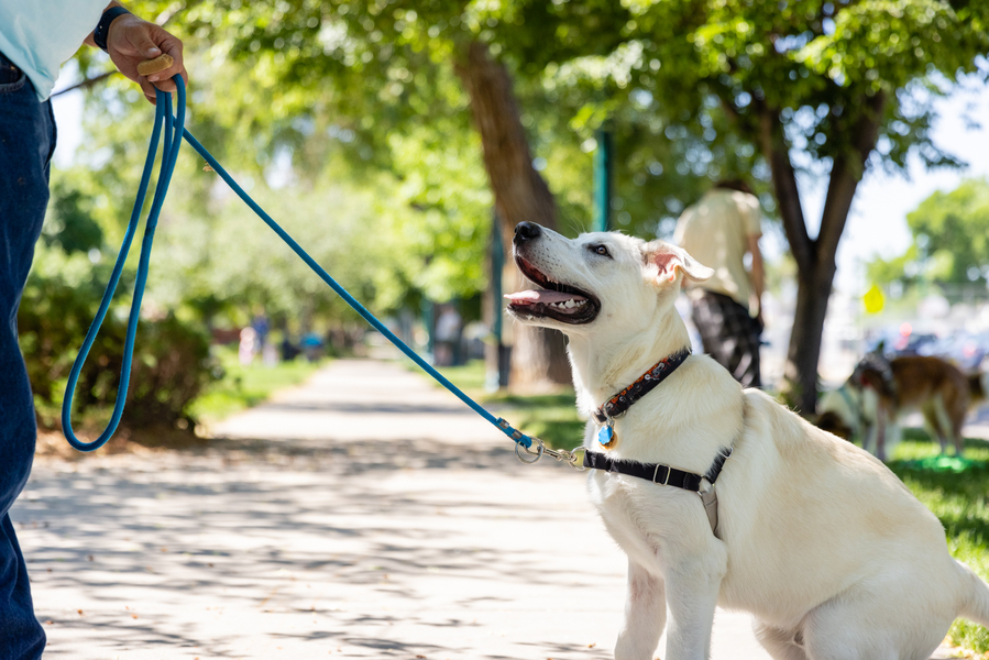 Cover photo of Padfoot Pets Dog Training and Support